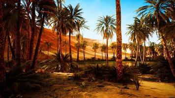 oasis with palm trees in desert video