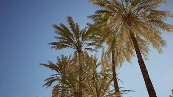 view of the palm trees passing by under blue skies video