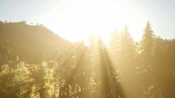 8k Rays of the Sun Make their Way through the Branches video