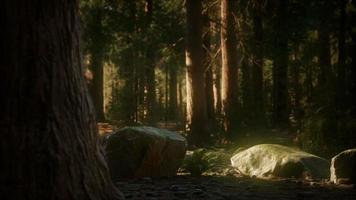 8k árvores de sequoia gigante no verão no parque nacional de sequoia video