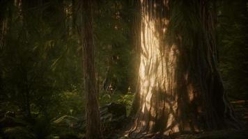 8k árvores de sequoia gigante no verão no parque nacional de sequoia video