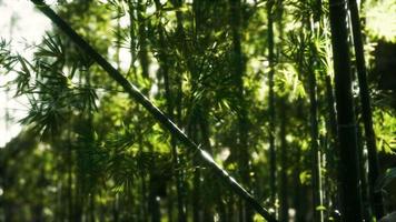 8k asiatischer Bambuswald mit Sonnenlicht video
