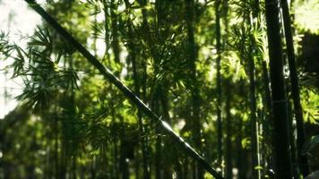 8k floresta de bambu asiática com luz solar video