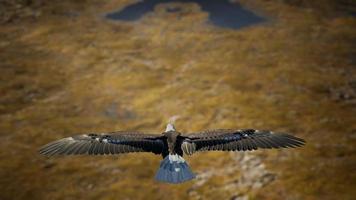 pygargue à tête blanche américain au ralenti en vol au-dessus des montagnes de l'alaska video
