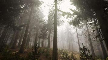 rayons de soleil dans la forêt naturelle d'épinettes video