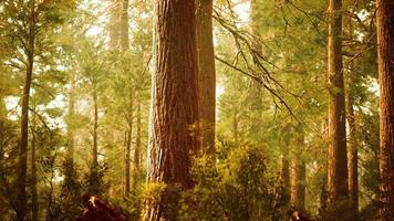 gigantische sequoia's in het sequoiabos video