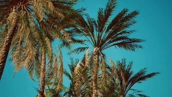 view of the palm trees passing by under blue skies video