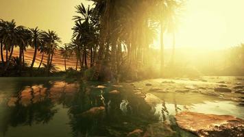 lagoa e palmeiras no oásis do deserto video