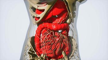 anatomía detallada del sistema digestivo humano video