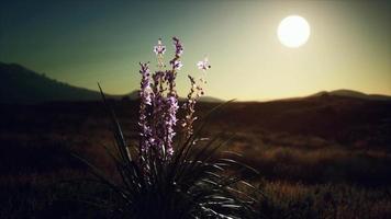 flores silvestres en las colinas al atardecer video