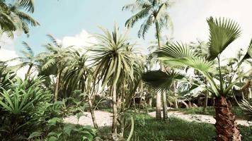 tropical palms and plants at sunny day video