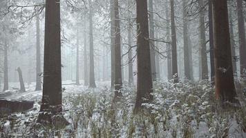 winter pine forest with fog in the background video