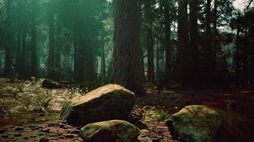 floresta velha mariposa grove no parque nacional de yosemite da califórnia video