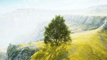 panoramisch landschap met eenzame boom tussen groene heuvels video