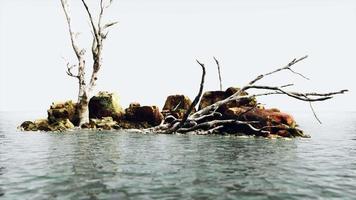 dead trees on the Pacific ocean rocks in fog video