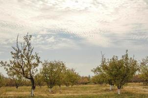 garden with fruit trees against the sky with clouds photo