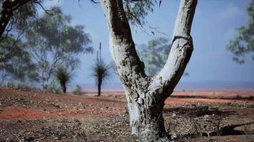 beautiful landscape with tree in Africa video