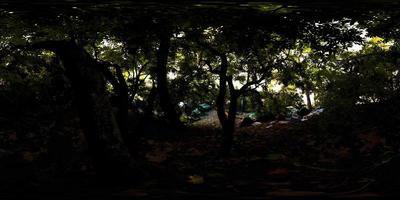 vr360-Ansicht des tropischen Dschungelwaldes video
