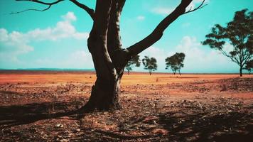 incrível pôr do sol nas planícies de savana no Parque Nacional do Quênia video