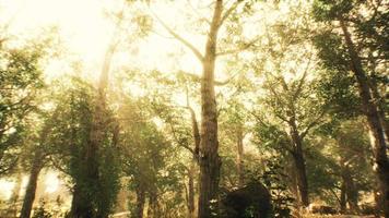 rayons de soleil dans une forêt brumeuse en automne video
