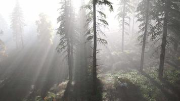 forêt lumineuse tôt le matin dans les montagnes video