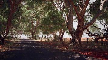 camino abierto en australia con arbustos