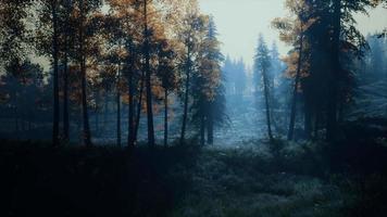 luz de la luna sobre los abetos del mágico bosque nocturno misterioso video