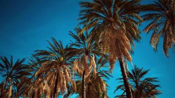 coconut palm trees on blue sky video