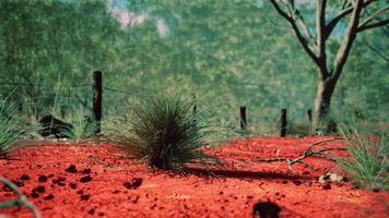 arbusto australiano com árvores na areia vermelha video