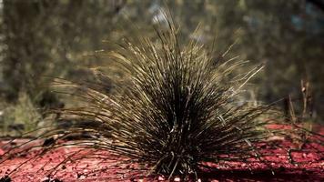 Australische struik met bomen op rood zand video