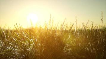 groen gras op heuvels bij zonsondergang video