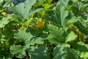 growing cucumbers in a private garden photo