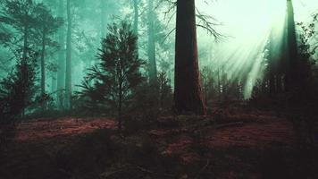 djupt inne i skogen en dimmig morgon video