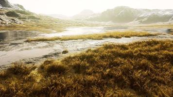 trockenes gras auf dem berg mit nebel video