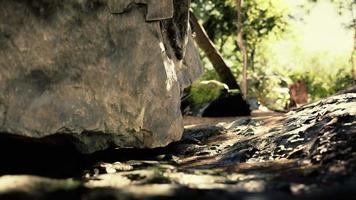 toma tomada desde el interior de una pequeña cueva mirando hacia afuera video