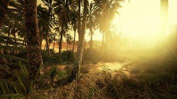 coucher de soleil dans le désert au-dessus de l'oasis avec palmiers et dunes de sable video