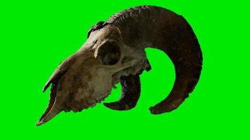 ram skull at green chromakey background video