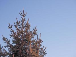 Pine tree in winter photo