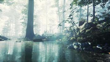 Forest with pond and mist with sunrays video