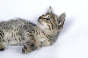 Gatito rayado gris sobre un fondo blanco, pequeño depredador, foto