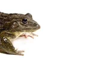 Close up of Frog isolated on a white background photo