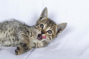 Gray striped Kitten on a white background, Small predator, photo