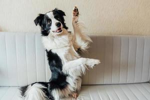 Gracioso retrato de un lindo cachorro sonriente border collie en el sofá foto
