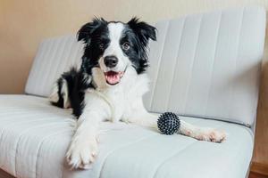 Funny portrait of cute smiling puppy dog border collie playing with toy ball on couch indoors. New lovely member of family little dog at home gazing and waiting. Pet care and animals concept. photo
