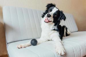 Funny portrait of cute smiling puppy dog border collie playing with toy ball on couch indoors. New lovely member of family little dog at home gazing and waiting. Pet care and animals concept. photo