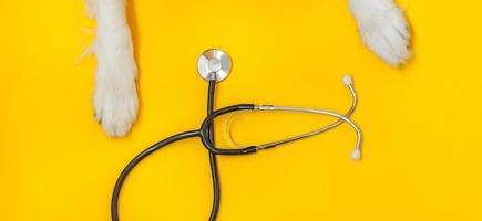 Puppy dog border collie paws and stethoscope isolated on yellow background. Little dog on reception at veterinary doctor in vet clinic. Pet health care and animals concept Banner photo