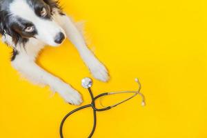 cachorro border collie y estetoscopio aislado sobre fondo amarillo. perrito en la recepción del médico veterinario en la clínica veterinaria. cuidado de la salud de las mascotas y el concepto de animales foto