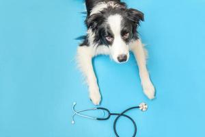 Puppy dog border collie and stethoscope isolated on blue background. Little dog on reception at veterinary doctor in vet clinic. Pet health care and animals concept