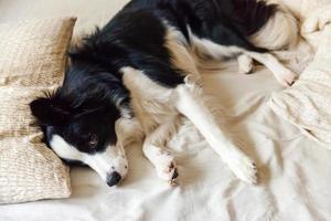 Portrait of cute smiling puppy dog border collie lay on pillow blanket in bed. Do not disturb me let me sleep. Little dog at home lying and sleeping. Pet care and funny pets animals life concept. photo