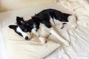 Portrait of cute smiling puppy dog border collie lay on pillow blanket in bed. Do not disturb me let me sleep. Little dog at home lying and sleeping. Pet care and funny pets animals life concept. photo